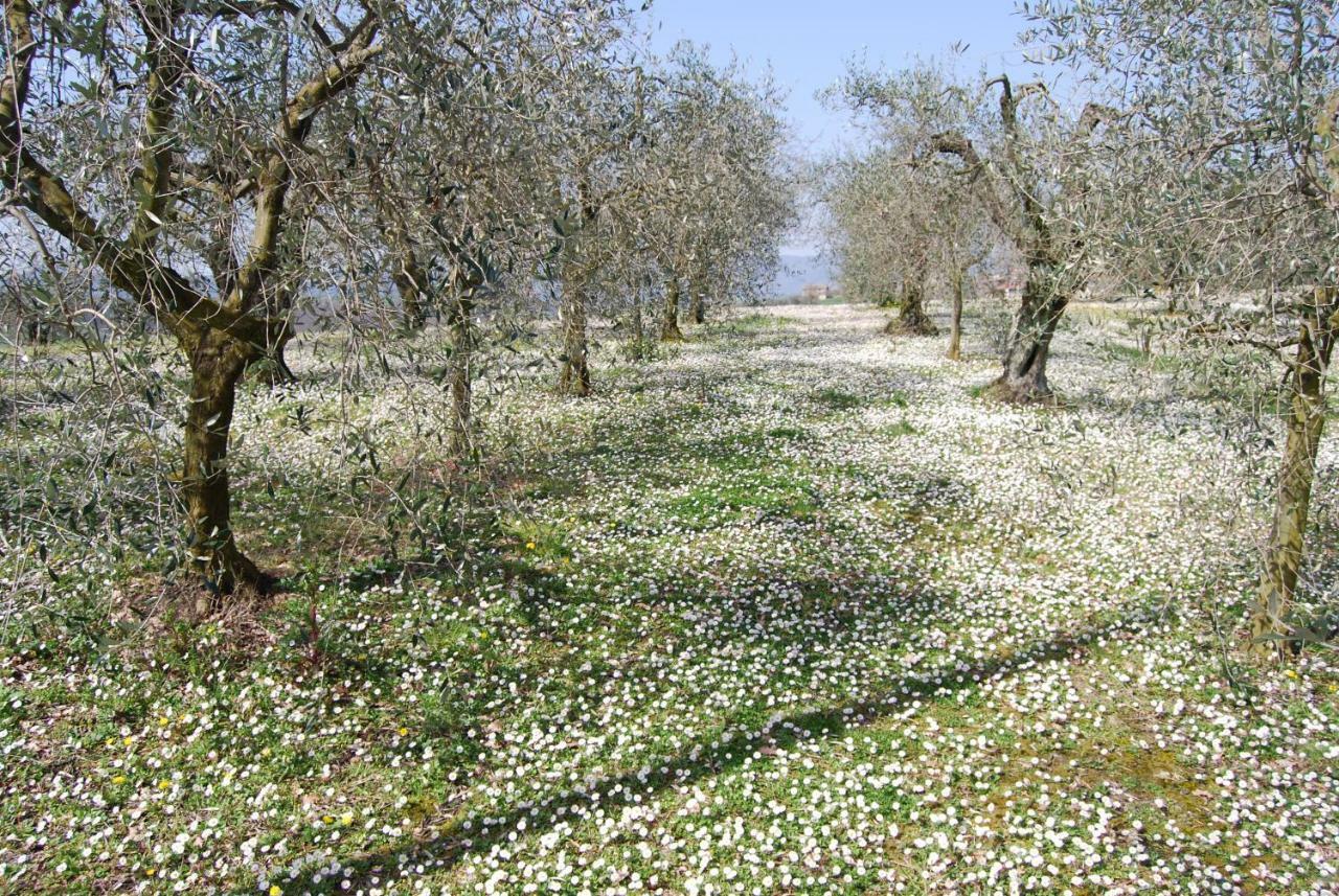 Montecastrilli Bilocale Verde Umbria מראה חיצוני תמונה